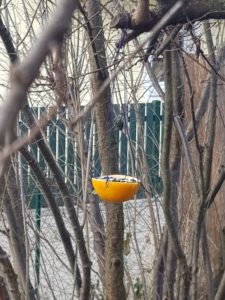 halbe Orangenschale mit Vogelfutter an einem Baum aufgehängt