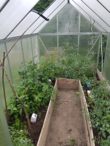 Blick ins Gewächshaus auf viele verschiedene Tomatenpflanzen. Alle Pflanzen höchsten einen Meter hoch und tragen noch keine reifen Tomaten.