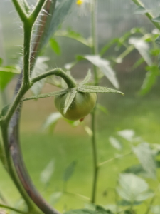 Bild einer Tomaten-Frucht von ganz nah. Die Frucht ist noch grün und noch nicht reif.