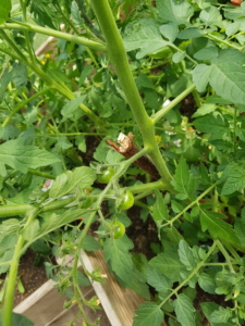 Blick auf eine Tomatenpflanze von ganz nah: Es gibt schon kleine grüne Früchte und noch ein paar Blüten.