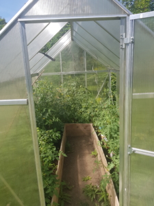 Blick ins Gewächshaus: Die Tomaten sind höher gewachsen, haben aber noch keine reifen Früchte.