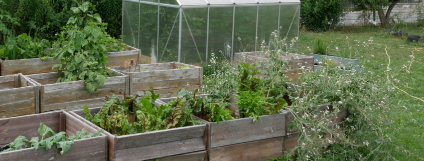 Foto vom Garten mit Gewächshaus und Hochbeeten