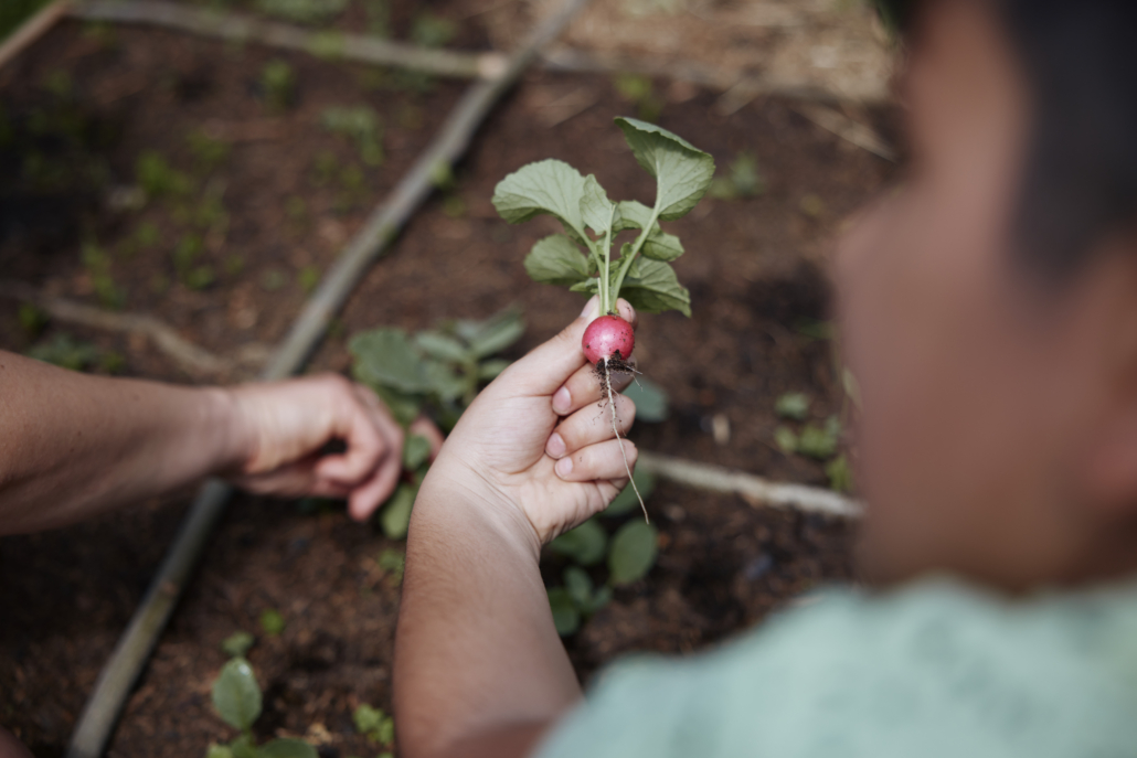 Das Foto zeigt eine Kinderhand, die ein frisch geerntetes Radieschen hält. (Foto: ©BJR/Johnke)