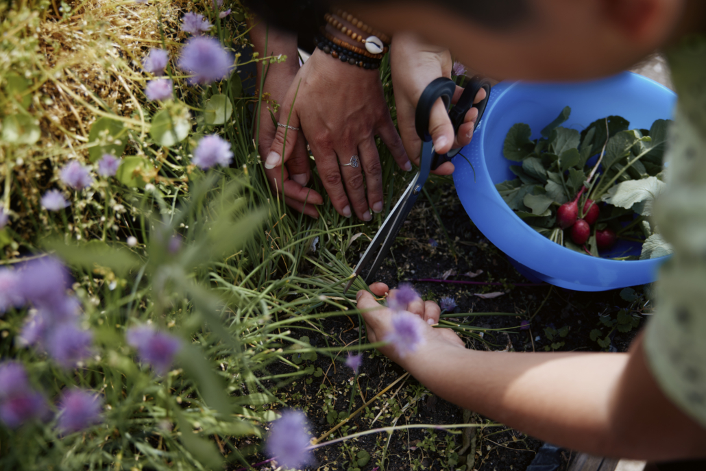 Das Foto zeigt Hände, die Schnittlauch ernten. (Foto: ©BJR/Johnke)